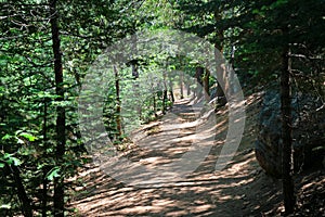 Shaded Forest path