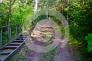 Shaded forest path with wooden stairs, lush summer foliage, and dense grassy undergrowth.