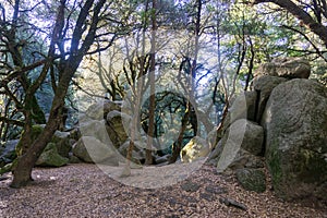 Shaded forest on a sunny morning, light filtering through the forest, Castle Rock State park, Santa Cruz mountains, San Francisco