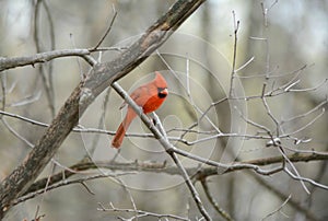 Shaded Male Cardinal Perching On Branch