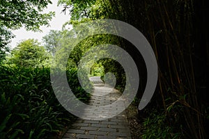 Shaded path in bamboo and trees on sunny summer day