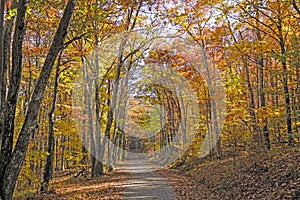 Shaded Path in the Forest in Autumn photo