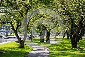 A shaded path leads between trees at Mamaroneck Harbor Island Park