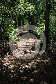 Shaded path in the woods