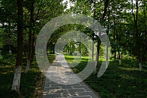 Shaded pavement in woods of sunny summer