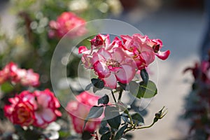 Shaded Rose Flowers with Green Leaves in the Garden