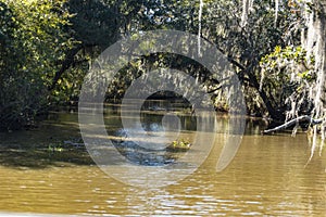 Shaded side stream in Jean Lafitte Jean Lafitte National Historical Park and Preserve