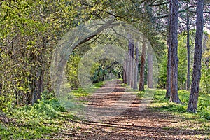 Sawgrass Lake Park Shaded Walking Trail photo