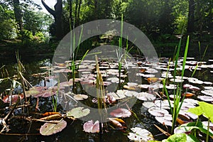 Shaded woodland pond mid summer