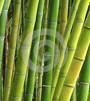 Shades of bamboo