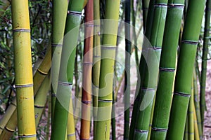 Shades of bamboo