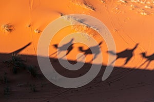 Shades of Camel caravan on sand dunes in Sahara desert, Morocco