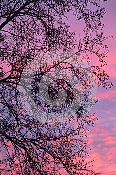 Shades of color at sunset with silhouette of Gum tree