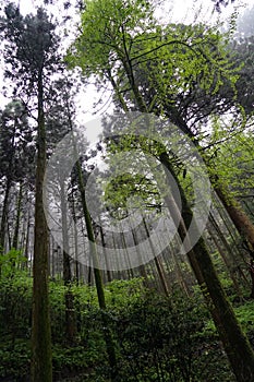 Shades of green leaves on straight tree trunks and plant in humid spiritual forest on rainy day with raindrop, white dreamy fog