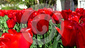 Shades of red, among the tulips in bloom