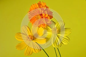 Shades of yellow with orange Cosmos flower