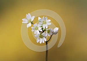 Shadflower (Draba verna)