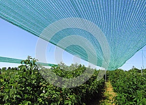 Shading net. Crop protection.