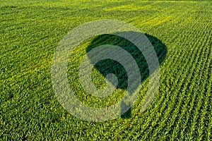 The shadow of a balloon flying over the fields of young corn