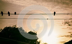 Shadow Bird Island Wire The sun sets