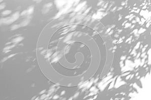 Shadow blur of the leaves on white wall abstract background