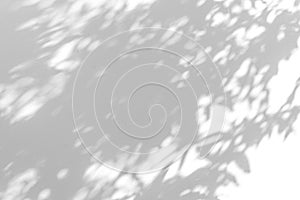 Shadow blur of the leaves on white wall abstract background