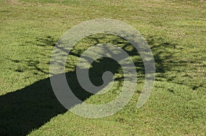 Shadow of a boab tree