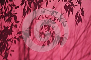 Shadow of Branches on a Pink B