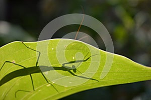 shadow of a bug, praying mantis on a big green leaf