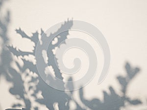 Shadow cactus plant leaf textured minimalism backdrop cemment background for mock up