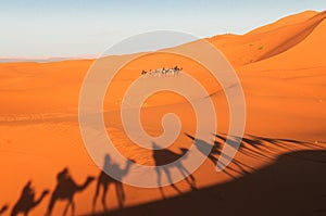 Shadow of camel caravan  in Sahara Desert, Morocco.