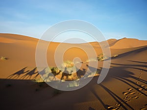 The shadow of a camel caravan on the sand dunes during sunset