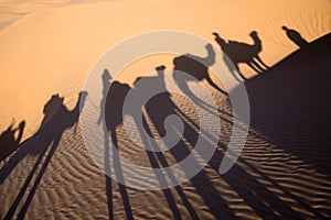 Shadow of a camel caravan in the sand, Tunisia