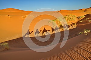 Shadow of Camels in Merzouga desert photo