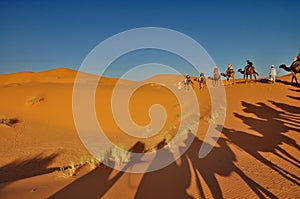 Shadow of Camels in Merzouga desert photo