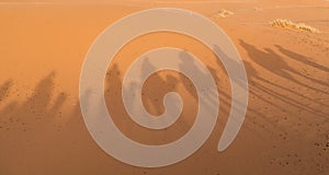 Shadow of caravan walking