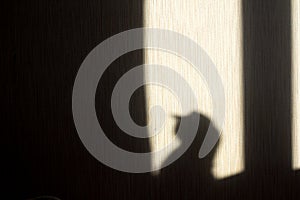 Shadow of a cat on the wall from the sun hitting the window