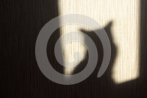 Shadow of a cat on the wall from the sun hitting the window