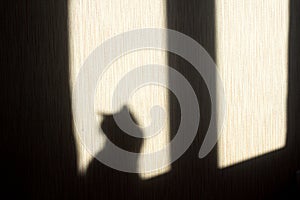 Shadow of a cat on the wall from the sun hitting the window