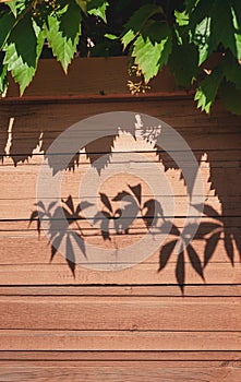 Leaves of wild grapes on window of country house