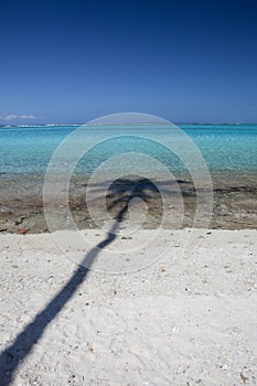 Shadow of Coconut Palm Tree on Beach