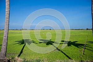 shadow of coconut tree casting on green rice field