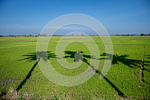 shadow of coconut tree casting on green rice field