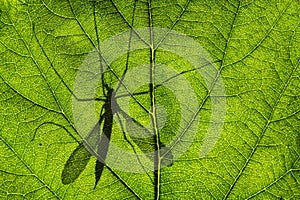 Shadow of Cranefly or daddy-long-legs