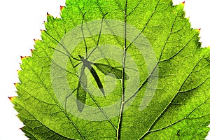 Shadow of Cranefly or daddy-long-legs