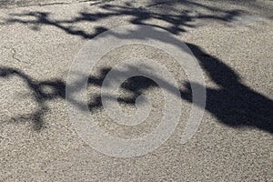 Shadow of a crooked branches tree on the road