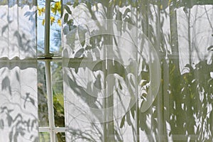 Shadow on curtain window in living room with warm and cozy natural light, Sunlight shining through tree leaves on shade