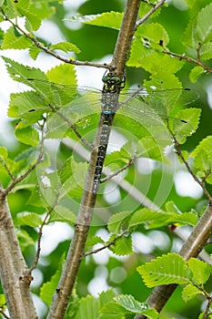 Shadow Darner - Aeshna umbrosa