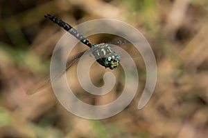 Shadow Darner - Aeshna umbrosa