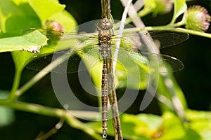 Shadow Darner Dragonfly - Aeshna umbrosa